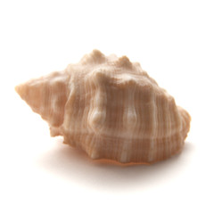 sea snail