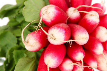 Small garden radish with leaves close up