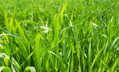 Grass. Background