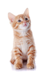 Obraz premium Red striped small kitten.