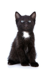 Black small kitten.