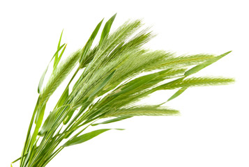 Green spikelets, isolated on white