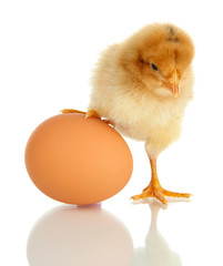 Obraz premium Little chicken with egg isolated on white