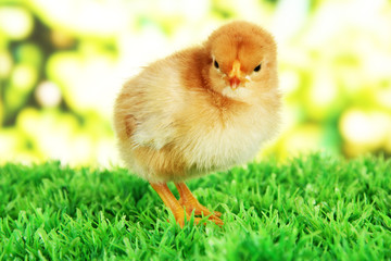 Little chicken on grass on bright background
