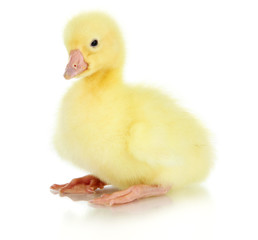 Little duckling isolated on white