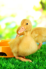 Cute ducklings with drinking bowl