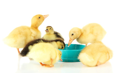 Cute ducklings, with drinking bowl isolated on white