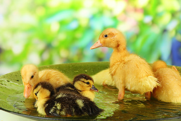 Cute ducklings swimming, on bright background