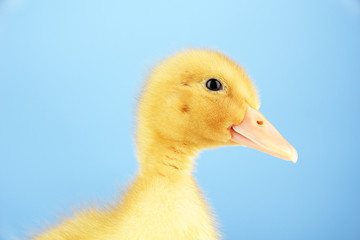 Cute duckling on blue background