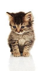 Small kitten isolated on white