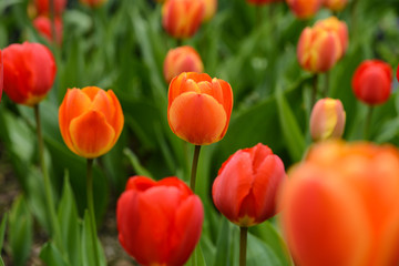 Orange Tulips