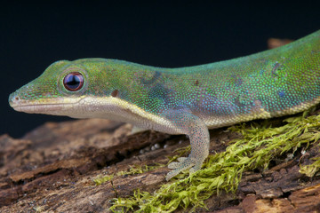 Vanheygeni's daygecko / Phelsuma vanheygeni