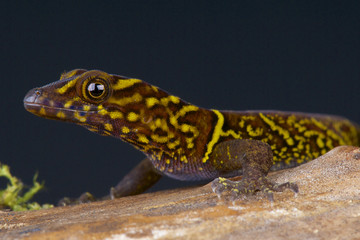 Variegated gecko / Gonatodes ceciliae