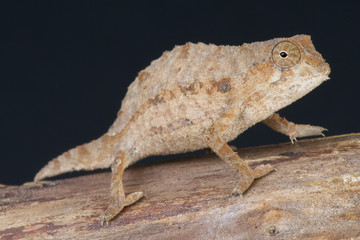 Bearded pygmy chameleon / Rieppeleon brevicaudatus