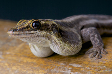 Pronk's daygecko / Phelsuma pronki