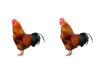 Two cock © Brux