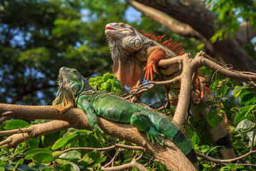 Two iguana reptile sitting on the tree.