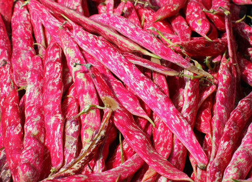 borlotto beans fresh peels for sale at the counter of the grocer