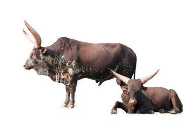 Watusi bull breed and cow