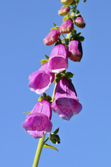 Closeup of purple foxglove (Digitalis purpurea) © Christian Musat