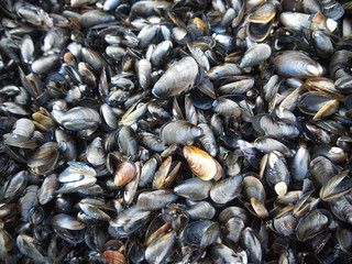 Miesmuscheln