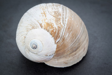 Seashell on a dark background. Close-up.