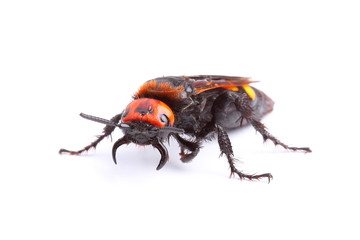 Mammoth wasp (Megascolia maculata) isolated on white