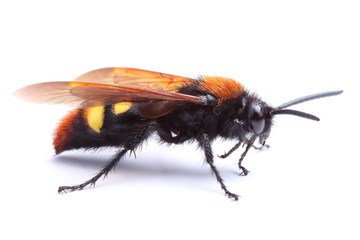 Wasp (Scolia hirta) isolated on white