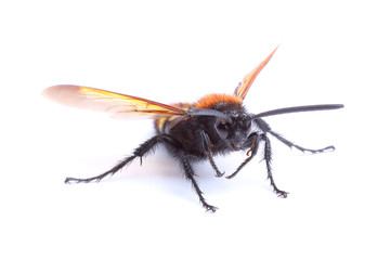 Wasp (Scolia hirta) isolated on white