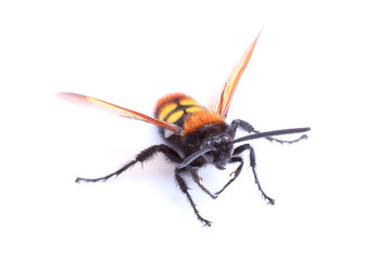 Wasp (Scolia hirta) isolated on white