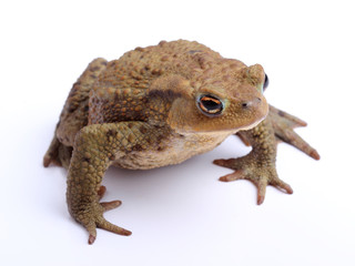 European toad (Bufo bufo) isolated on white