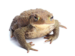Common toad (Bufo bufo) isolate on white