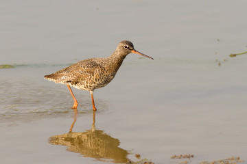 Spotted Redshank Walking