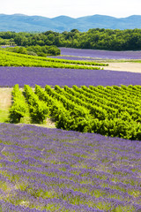 Panele Szklane  lawendowe pola z winnicami, Rodan-Alpy, Francja