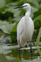 Egretta garzatta