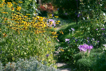 Flowerbed with perennials -  rudbekia