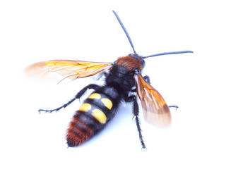 Wasp (Scolia hirta) isolated on white