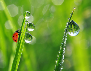 fresh morning dew and ladybird