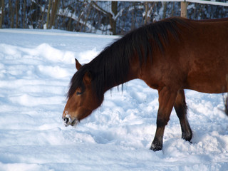 Pferd frisst Schnee