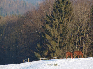 Pferde vor einem Wald