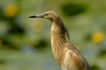 Sgarza ciuffetto