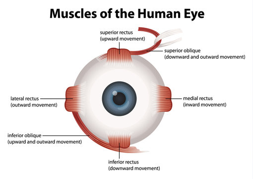 Human eye