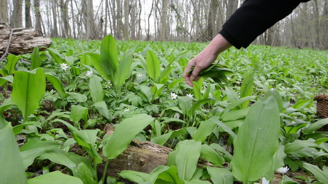 harvesting wild garlic (Allium ursinum)