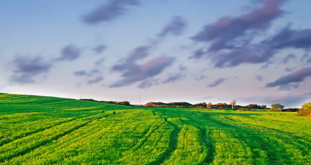 meadow at sunset