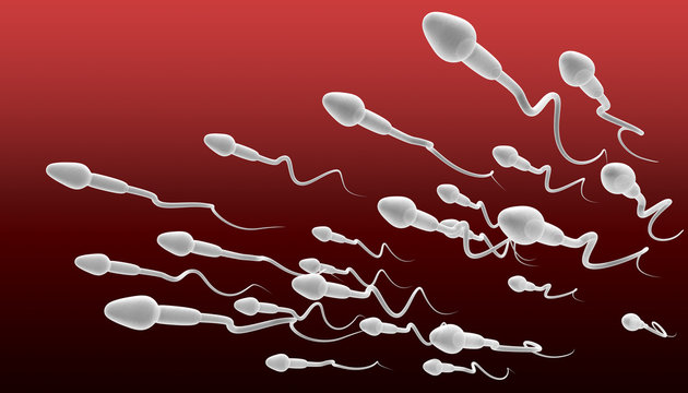 Sperm Swimming Perspective