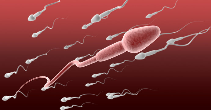 Sperm Cell Female Against The Flow