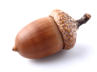 One dried acorn © Dionisvera