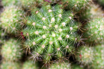 Close up of round cactus covered with sharp spines