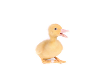 baby duck isolated over white background