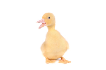 baby duck isolated over white background